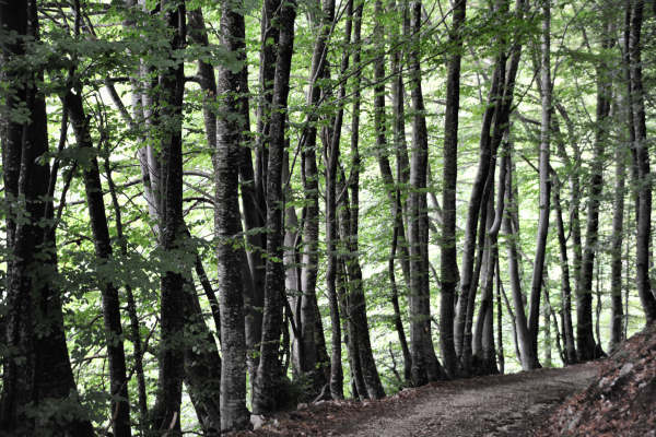 Boz Canidi Val d'Arc