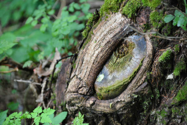 Boz Canidi Val d'Arc
