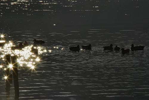 luci d'inverno al lago di Fimon, nei colli Berici