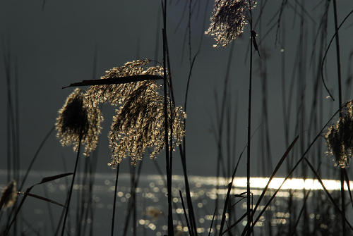 luci d'inverno al lago di Fimon, nei colli Berici