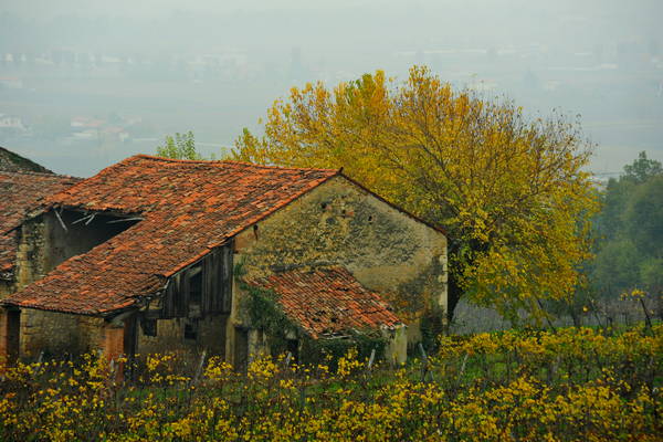 vigneti e colori d'autunno nelle colline di Sarego, monti Berici