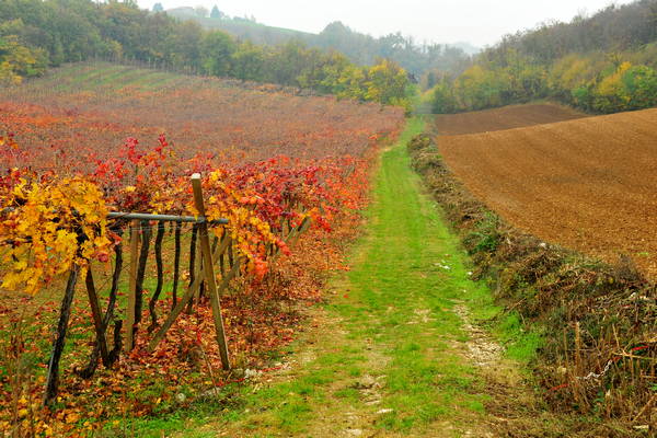 vigneti e colori d'autunno nelle colline di Sarego, monti Berici