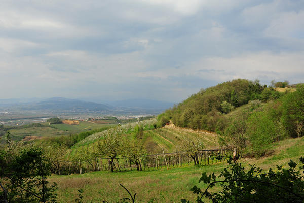 primavera nei colli di Sarego e Grancona, monti Berici occidentali settore Lonigo