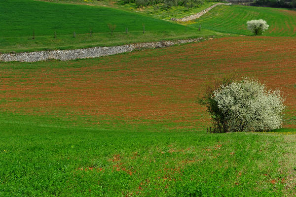 primavera nei colli di Sarego e Grancona, monti Berici occidentali settore Lonigo