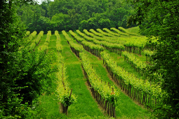Arcugnano, passeggiata Sant'Agostino Zanchi Perarolo Salve Regina Valmarana