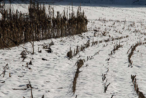 foto invernali al lago di Fimon, nei Colli Berici