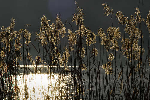 luci d'inverno al lago di Fimon, nei colli Berici