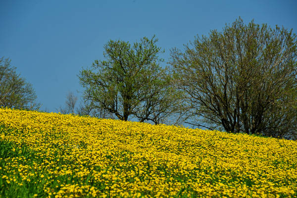 Orgiano, Botteghino-Monticello, Valle dei Mulini, Alonte