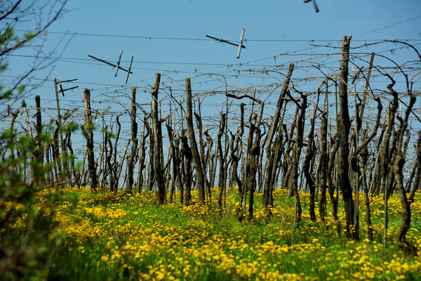 Orgiano, Botteghino-Monticello, Valle dei Mulini, Alonte