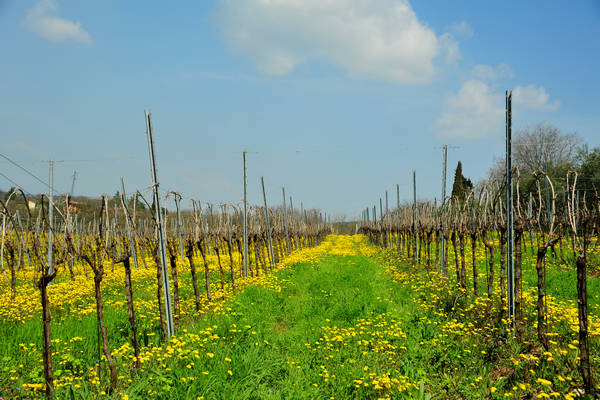 Orgiano, Botteghino-Monticello, Valle dei Mulini, Alonte