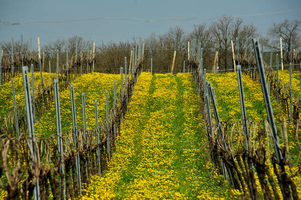 Orgiano, Botteghino-Monticello, Valle dei Mulini, Alonte