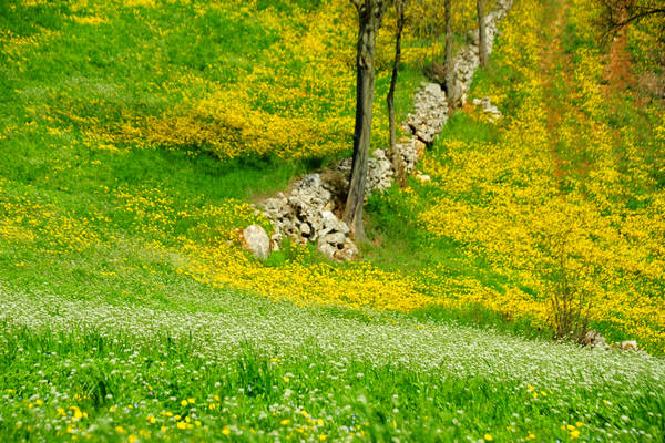 Orgiano, Botteghino-Monticello, Valle dei Mulini, Alonte