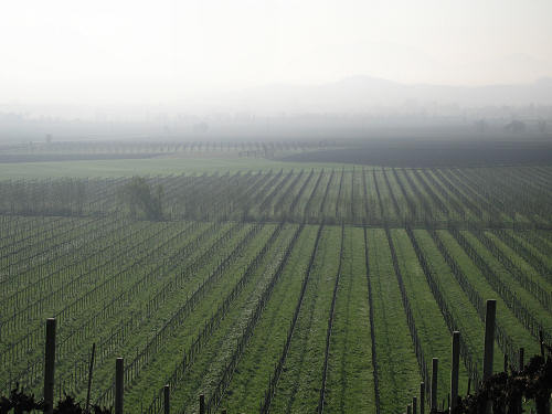 Riviera Berica - Strada dei Vini dei Colli Berici
