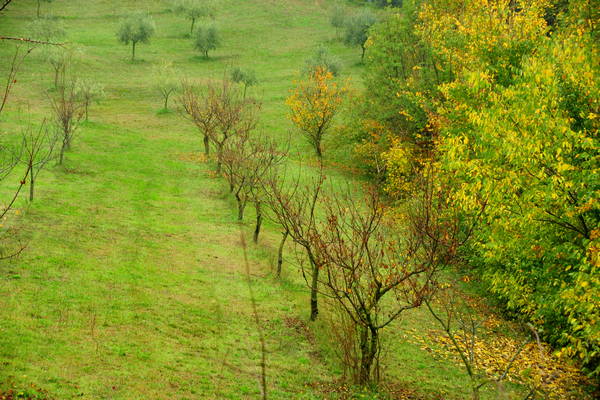 vigneti e colori d'autunno nelle colline di Sarego, monti Berici