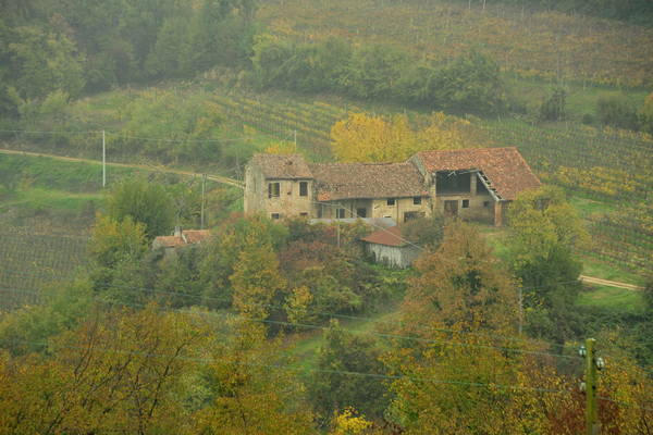 vigneti e colori d'autunno nelle colline di Sarego, monti Berici