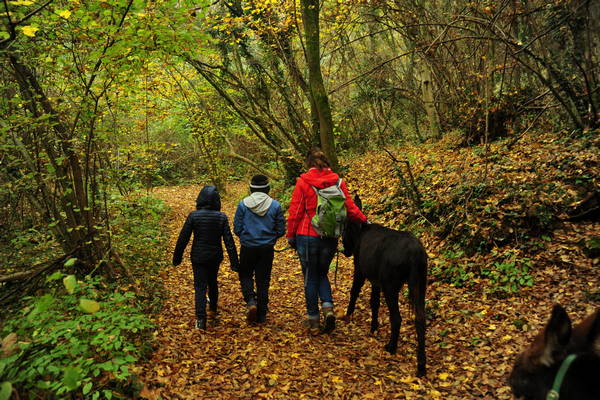 vigneti e colori d'autunno nelle colline di Sarego, monti Berici