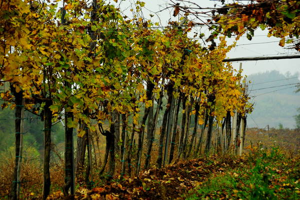vigneti e colori d'autunno nelle colline di Sarego, monti Berici