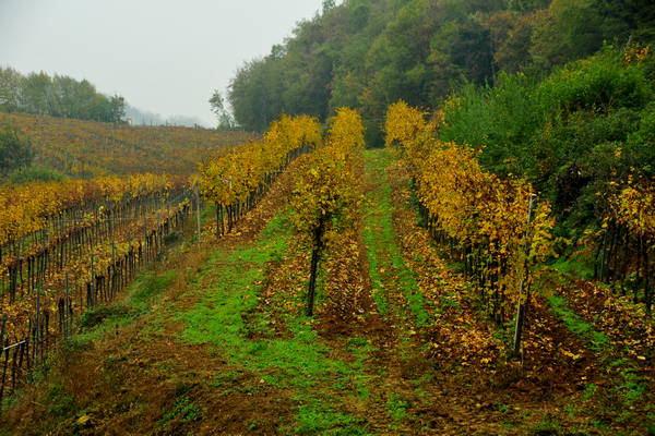 vigneti e colori d'autunno nelle colline di Sarego, monti Berici