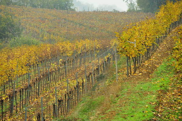 vigneti e colori d'autunno nelle colline di Sarego, monti Berici