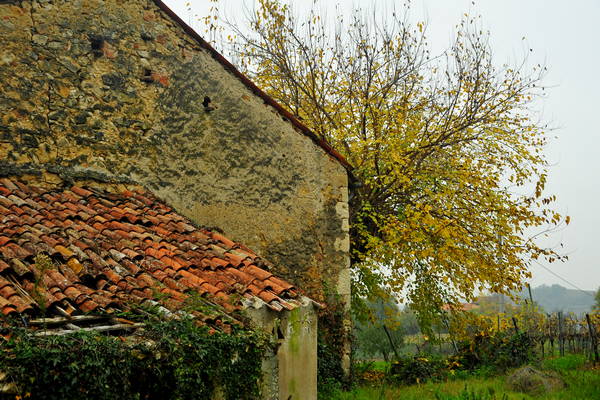 vigneti e colori d'autunno nelle colline di Sarego, monti Berici