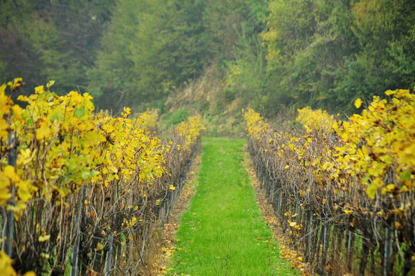 vigneti e colori d'autunno nelle colline di Sarego, monti Berici