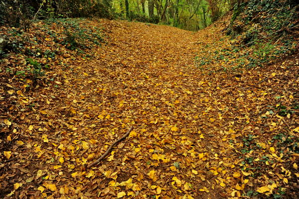 vigneti e colori d'autunno nelle colline di Sarego, monti Berici