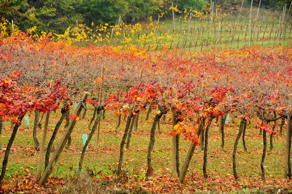 vigneti e colori d'autunno nelle colline di Sarego, monti Berici