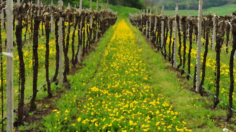Colli di Sarego Meledo, Costa Benedetta, Grancona, Castelletto, Monti Berici