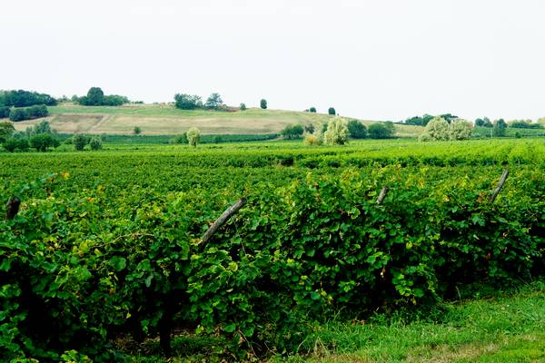 giro ciclistico nella campagna di Sarego, Meledo, Monticello di Fara, Lonigo