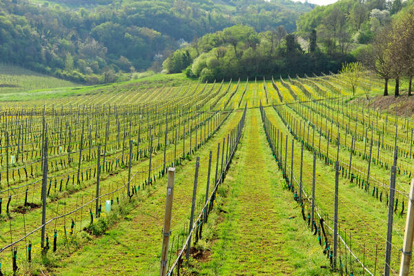 primavera nei colli di Sarego e Grancona, monti Berici occidentali settore Lonigo