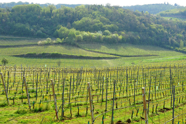 primavera nei colli di Sarego e Grancona, monti Berici occidentali settore Lonigo