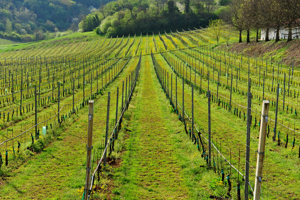 primavera nei colli di Sarego e Grancona, monti Berici occidentali settore Lonigo