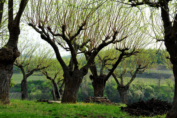 primavera nei colli di Sarego e Grancona, monti Berici occidentali settore Lonigo