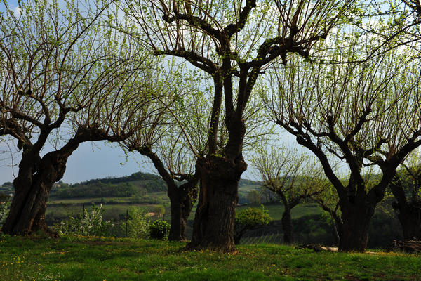 primavera nei colli di Sarego e Grancona, monti Berici occidentali settore Lonigo
