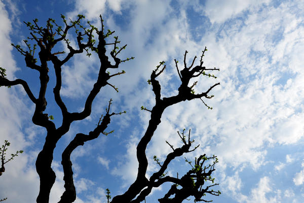 primavera nei colli di Sarego e Grancona, monti Berici occidentali settore Lonigo