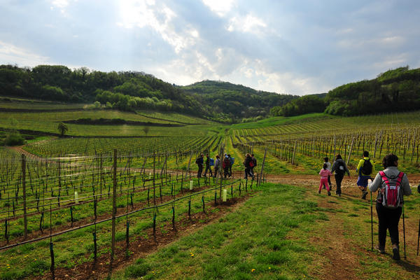 primavera nei colli di Sarego e Grancona, monti Berici occidentali settore Lonigo