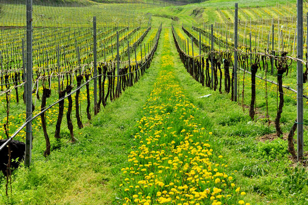 primavera nei colli di Sarego e Grancona, monti Berici occidentali settore Lonigo