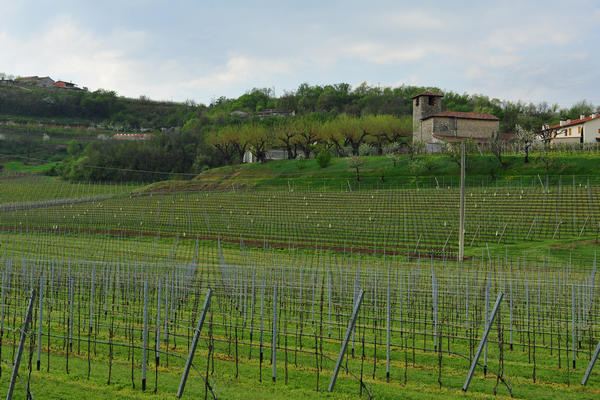 primavera nei colli di Sarego e Grancona, monti Berici occidentali settore Lonigo