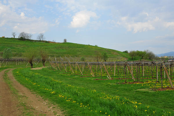 primavera nei colli di Sarego e Grancona, monti Berici occidentali settore Lonigo