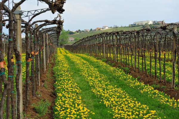 primavera nei colli di Sarego e Grancona, monti Berici occidentali settore Lonigo
