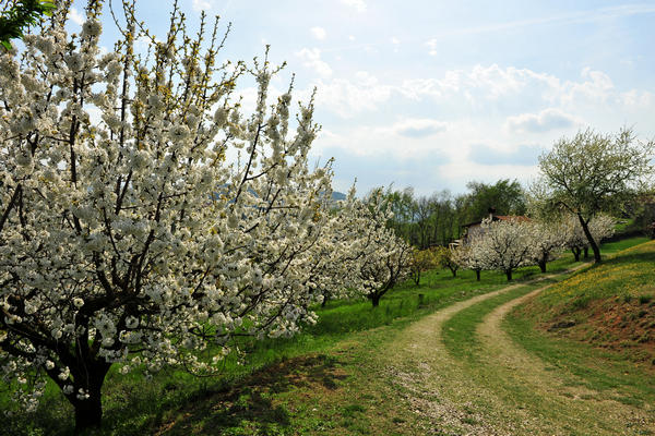 primavera nei colli di Sarego e Grancona, monti Berici occidentali settore Lonigo