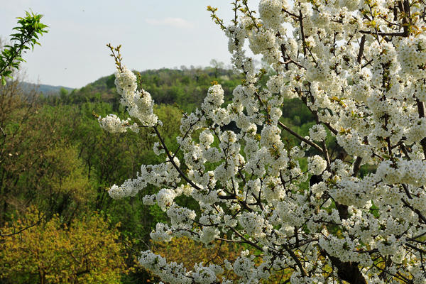 primavera nei colli di Sarego e Grancona, monti Berici occidentali settore Lonigo