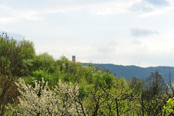 primavera nei colli di Sarego e Grancona, monti Berici occidentali settore Lonigo