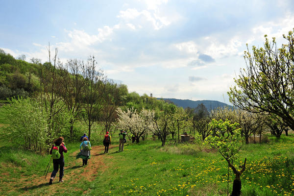 primavera nei colli di Sarego e Grancona, monti Berici occidentali settore Lonigo