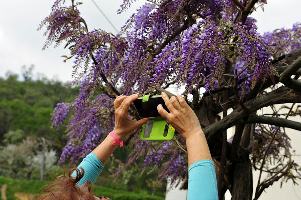 primavera nei colli di Sarego e Grancona, monti Berici occidentali settore Lonigo