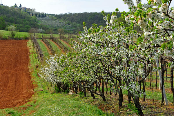 primavera nei colli di Sarego e Grancona, monti Berici occidentali settore Lonigo