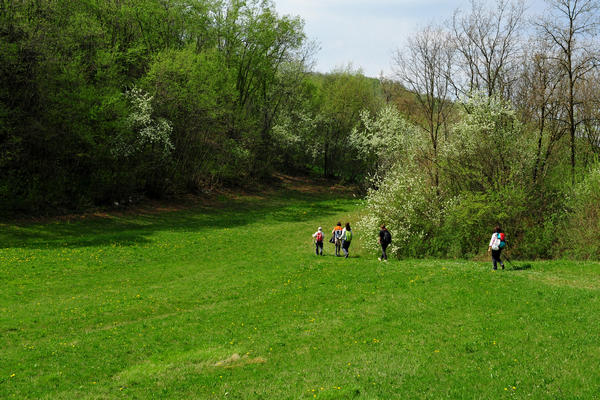 primavera nei colli di Sarego e Grancona, monti Berici occidentali settore Lonigo