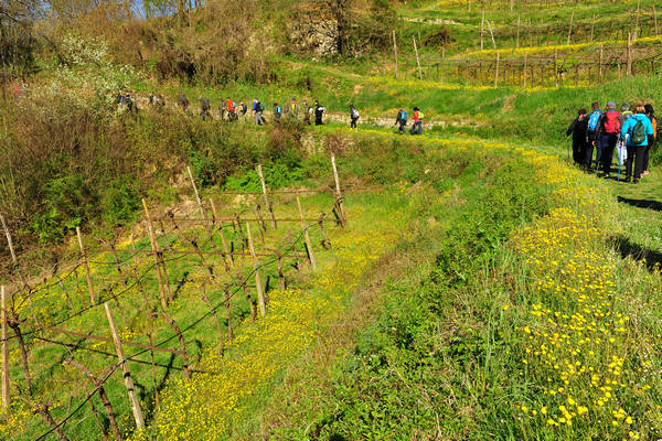 Sossano, Campolongo Val Liona, monte Cistorello, Riveselle Toara