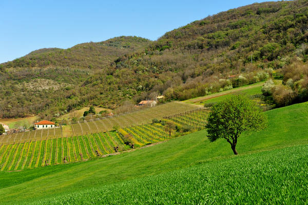 Sossano, Campolongo Val Liona, monte Cistorello, Riveselle Toara