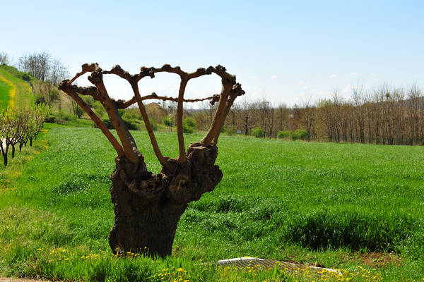 Sossano, Campolongo Val Liona, monte Cistorello, Riveselle Toara